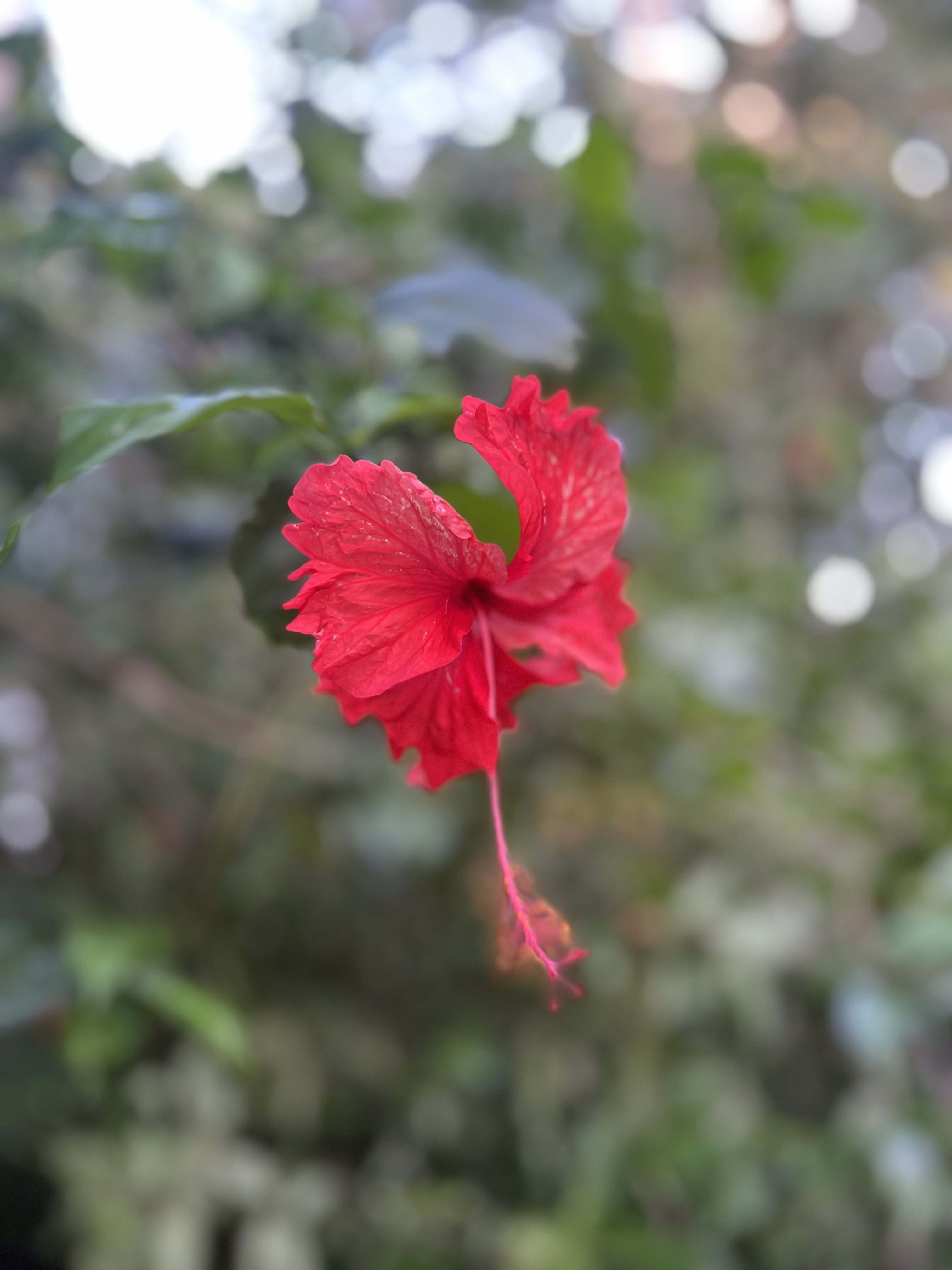 Amazonia