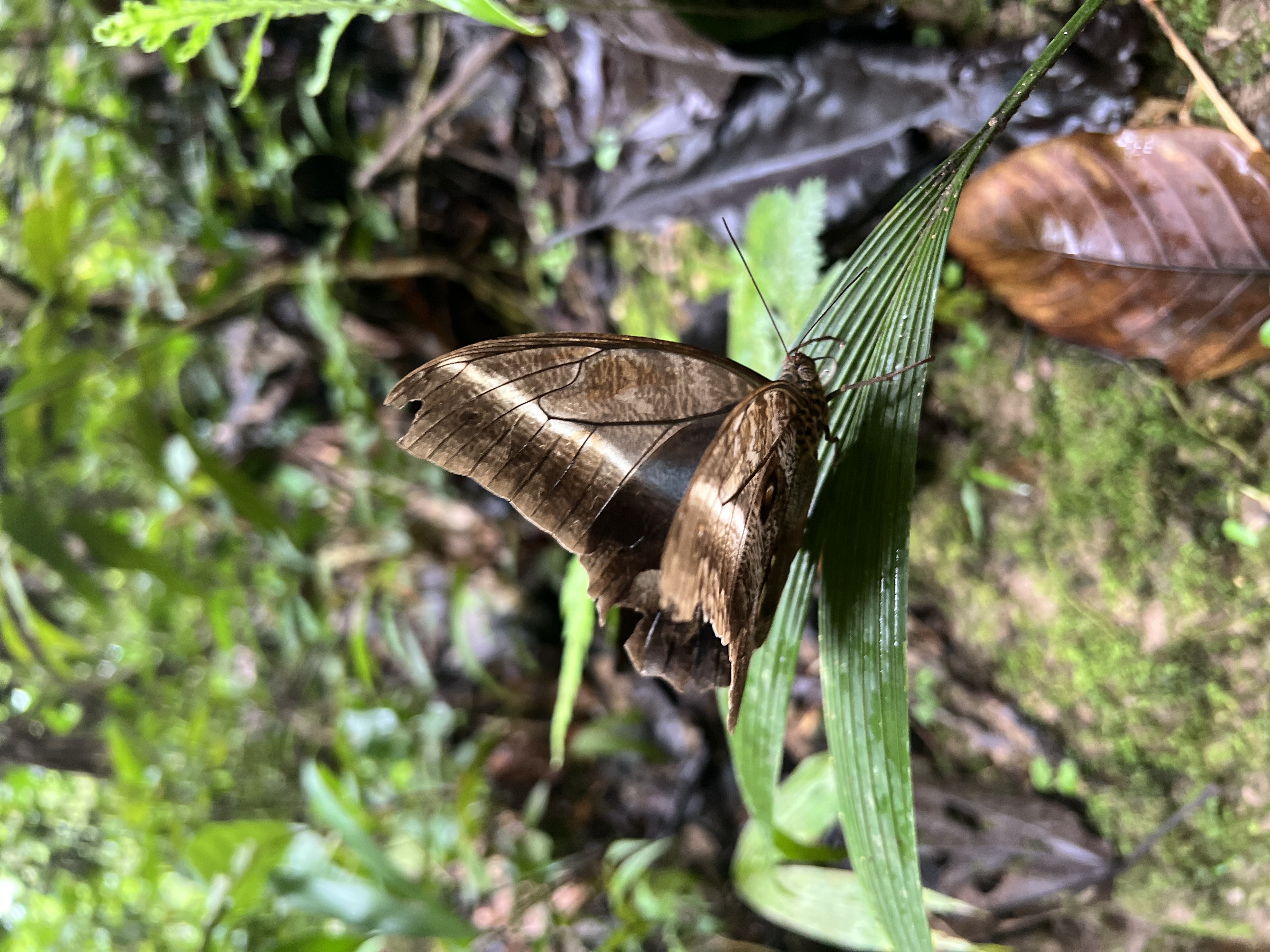 Amazonia