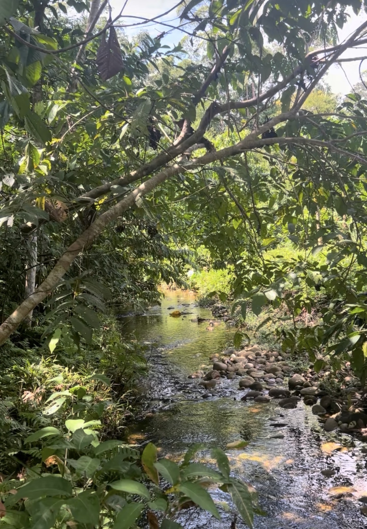 Amazonia
