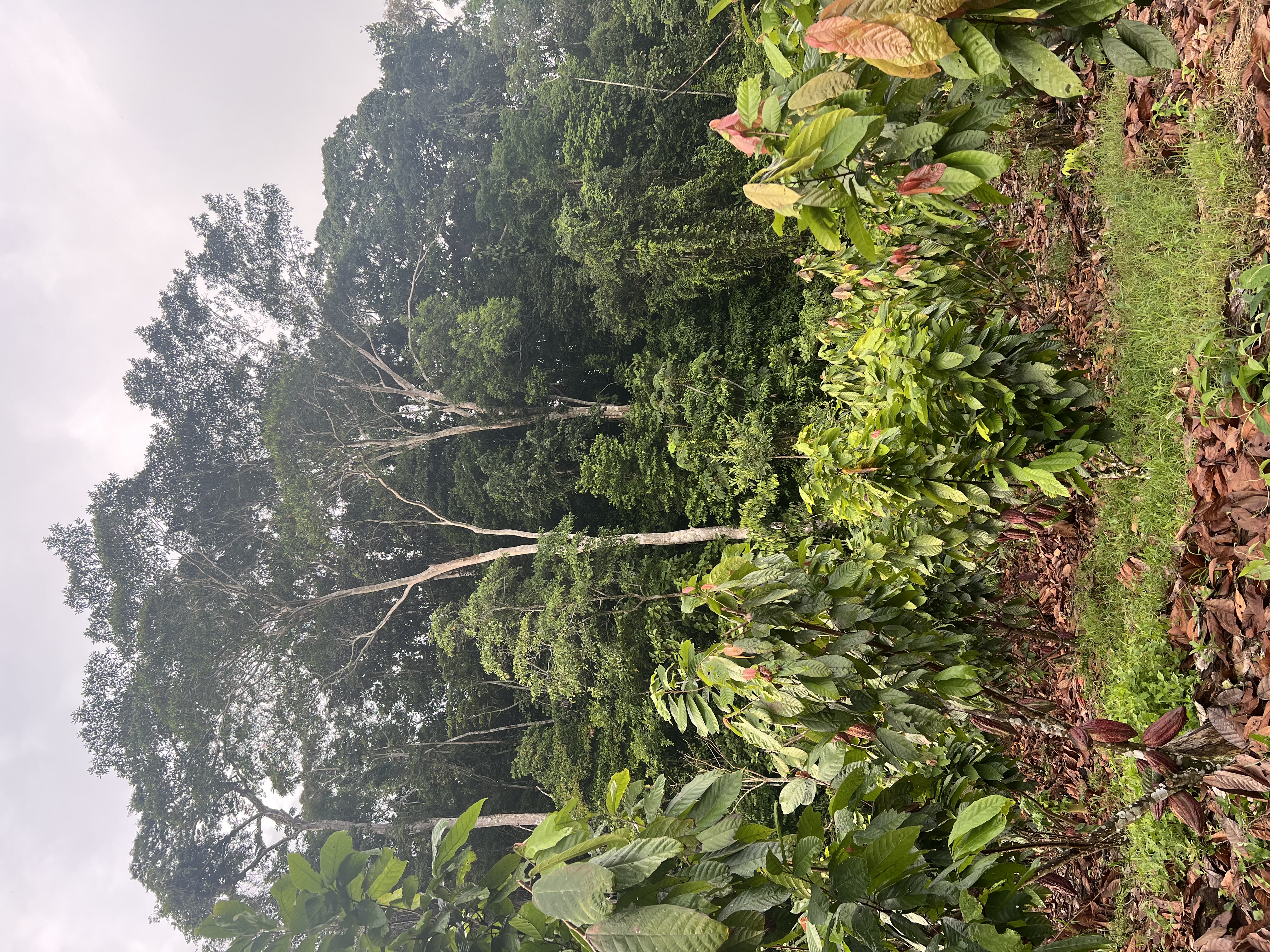Plantacja kakao i kawy w Peru