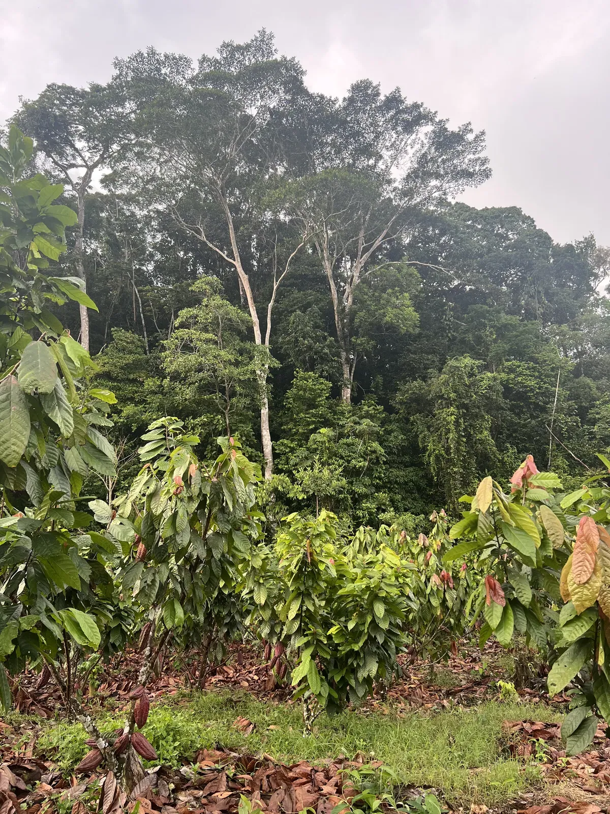Plantacja kakao i kawy w Peru