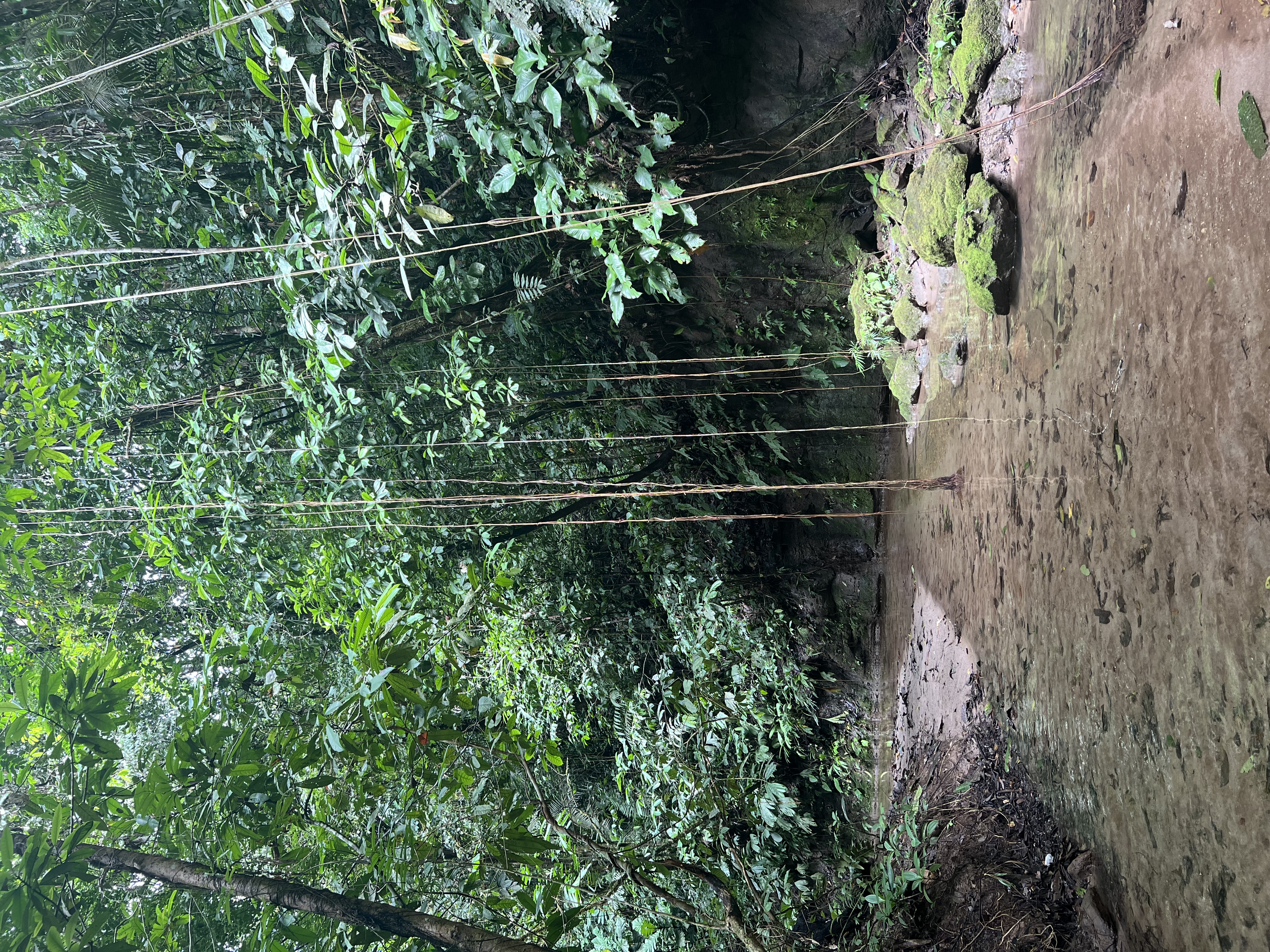Amazonia