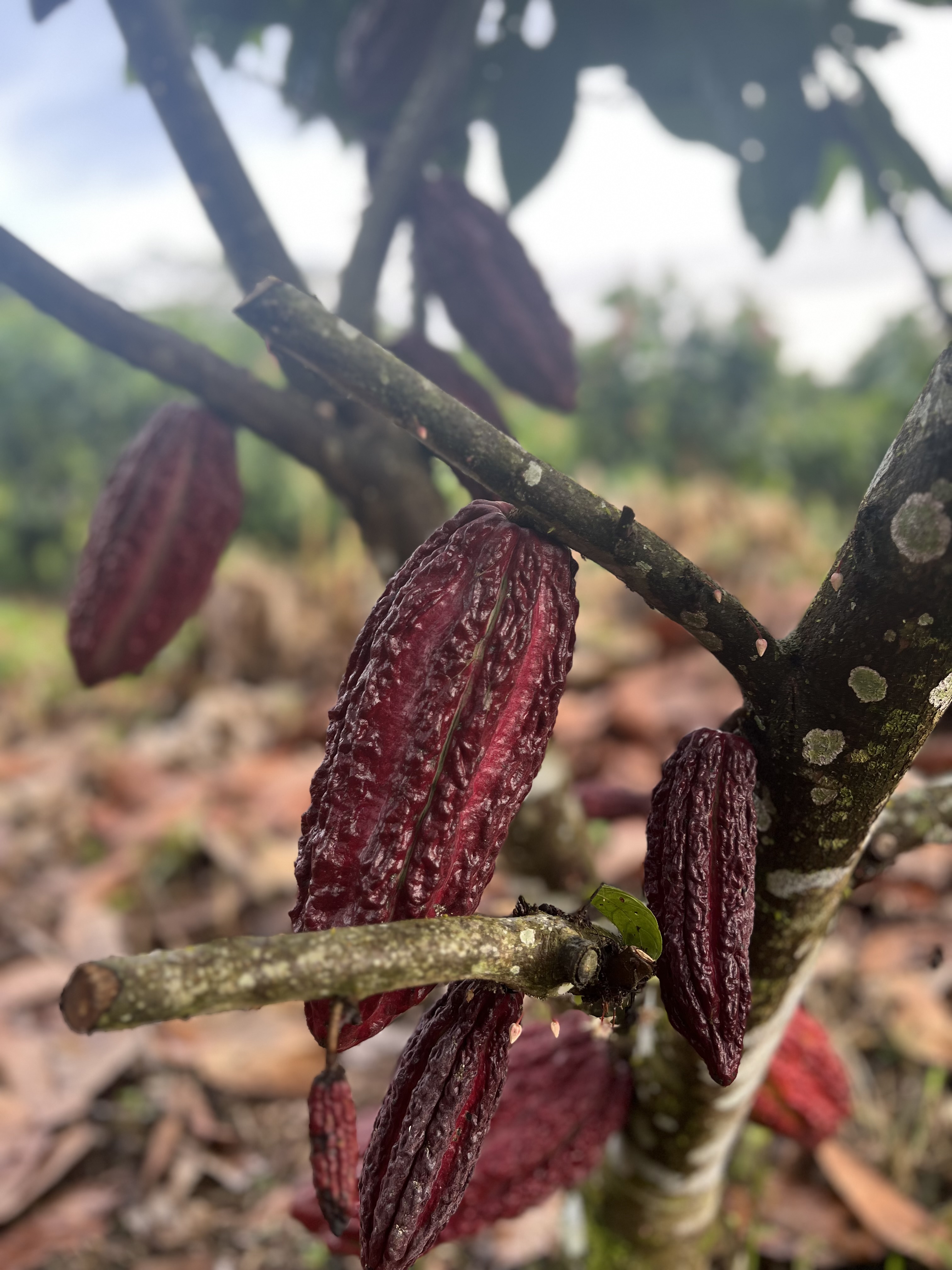 Plantacja kakao