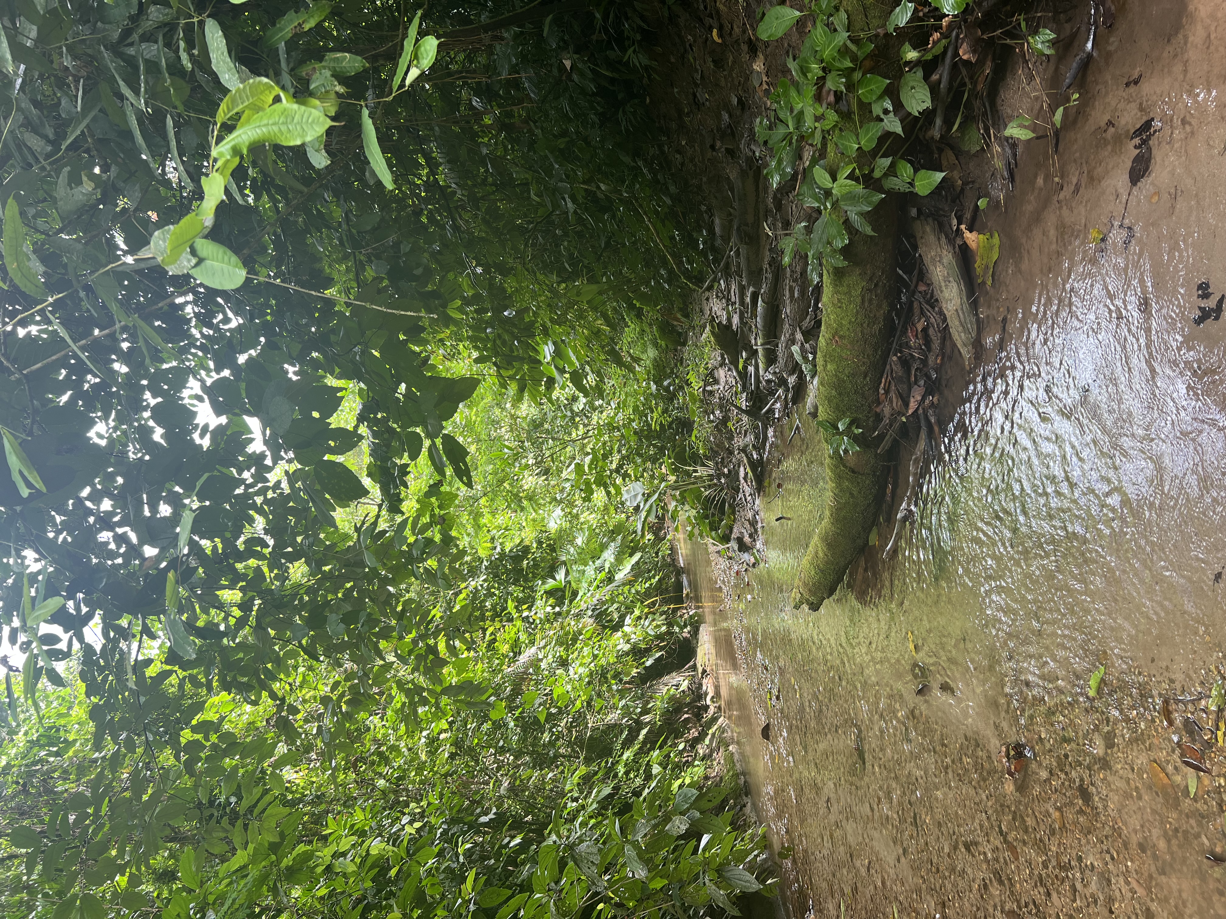 Amazonia