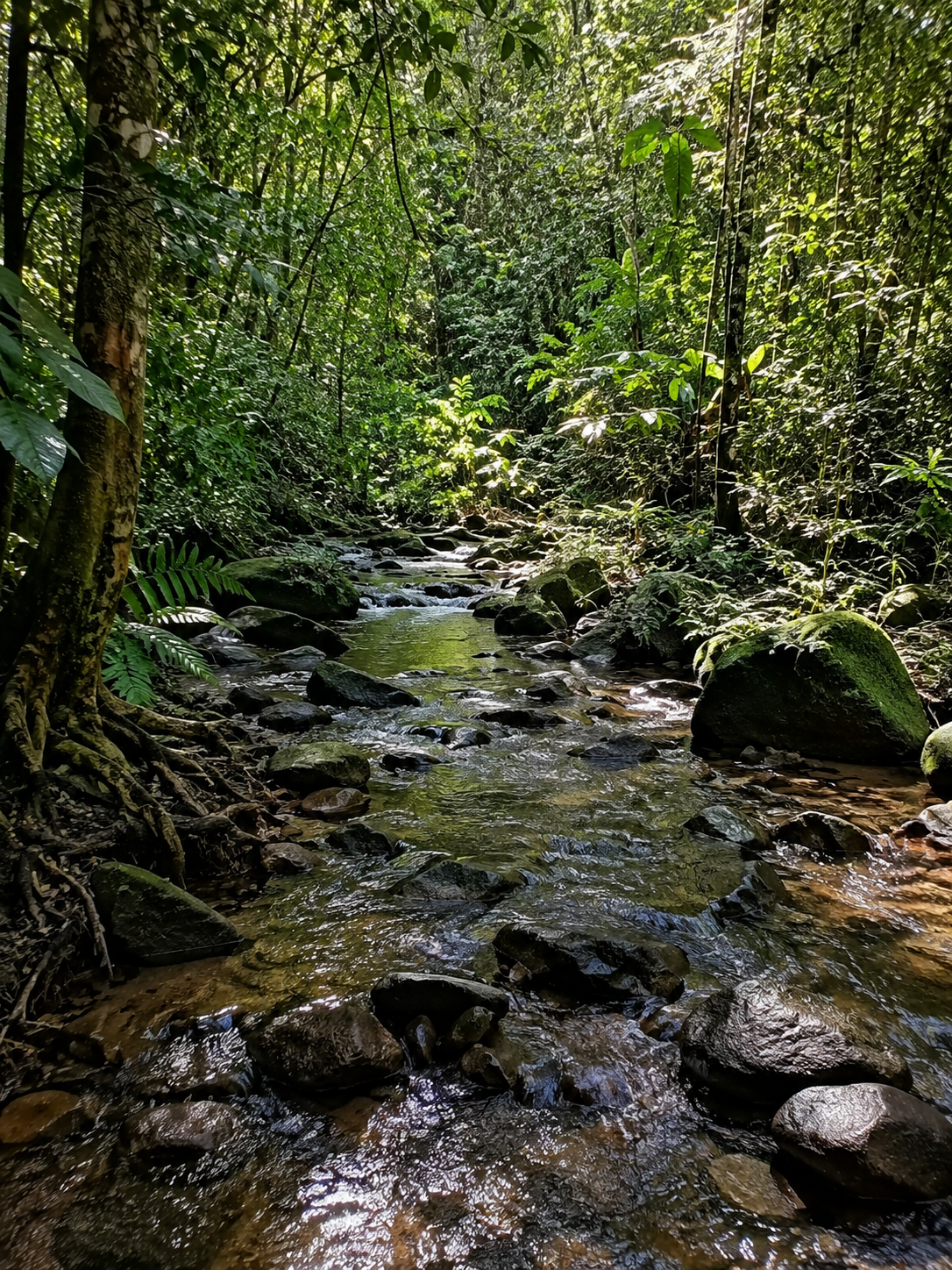 Amazonia