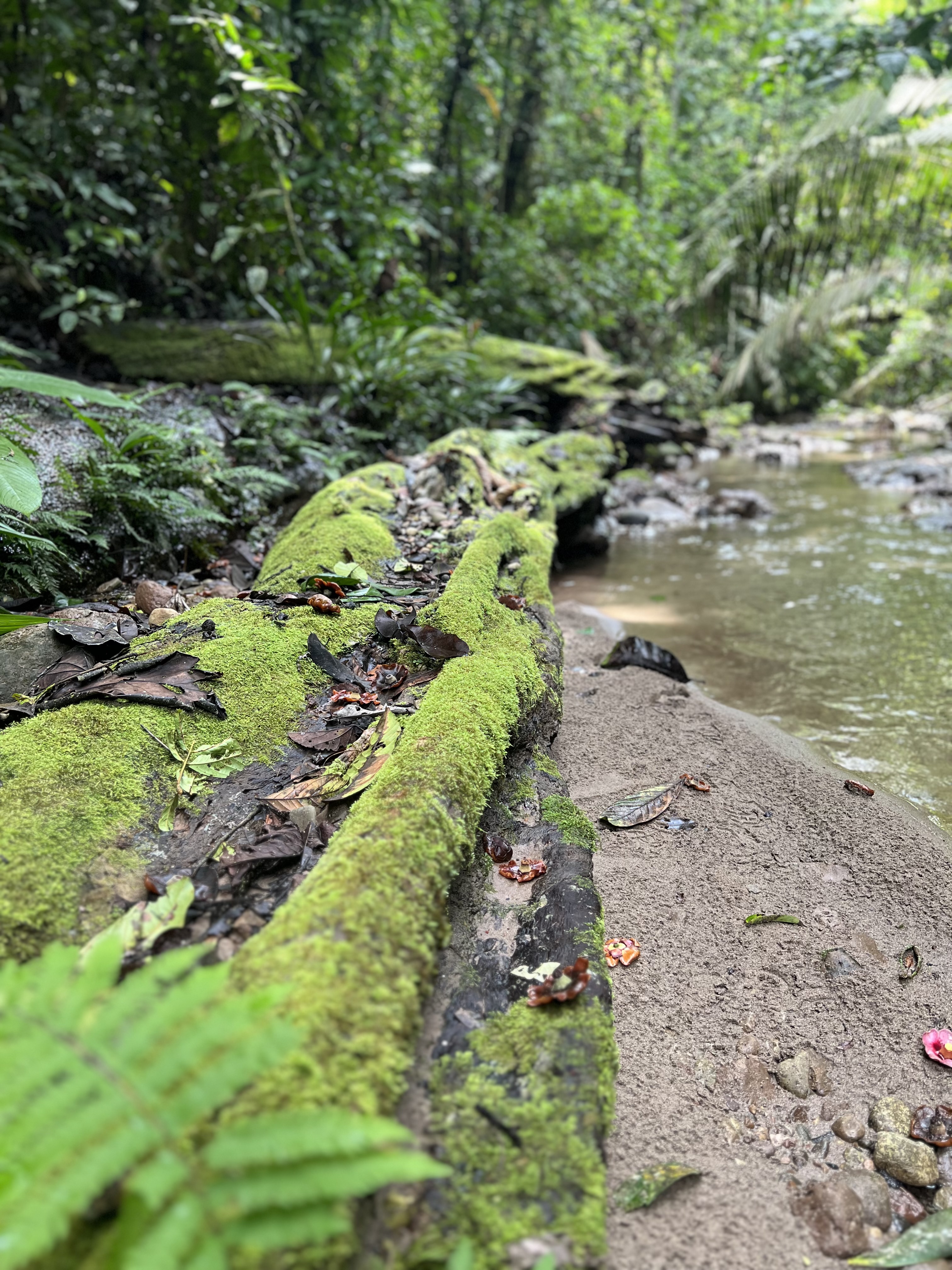 Amazonia