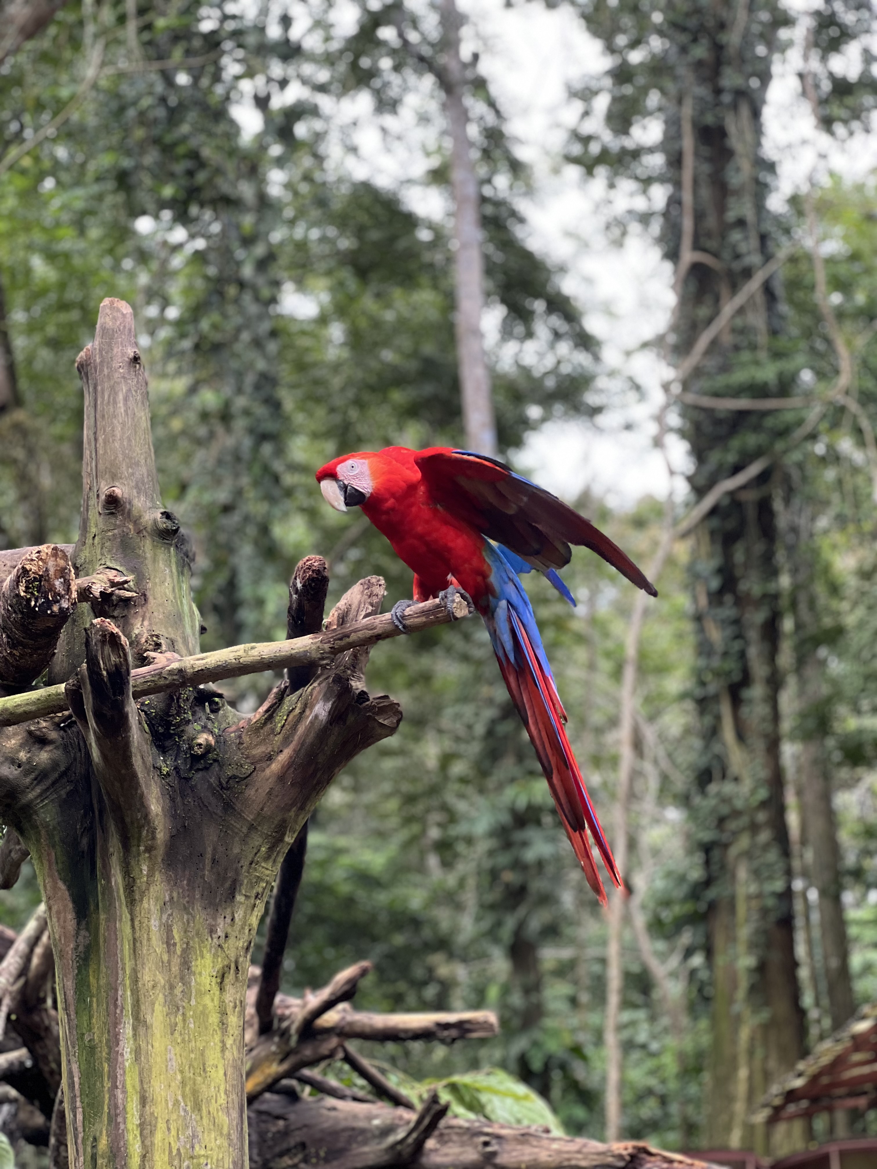 Amazonia