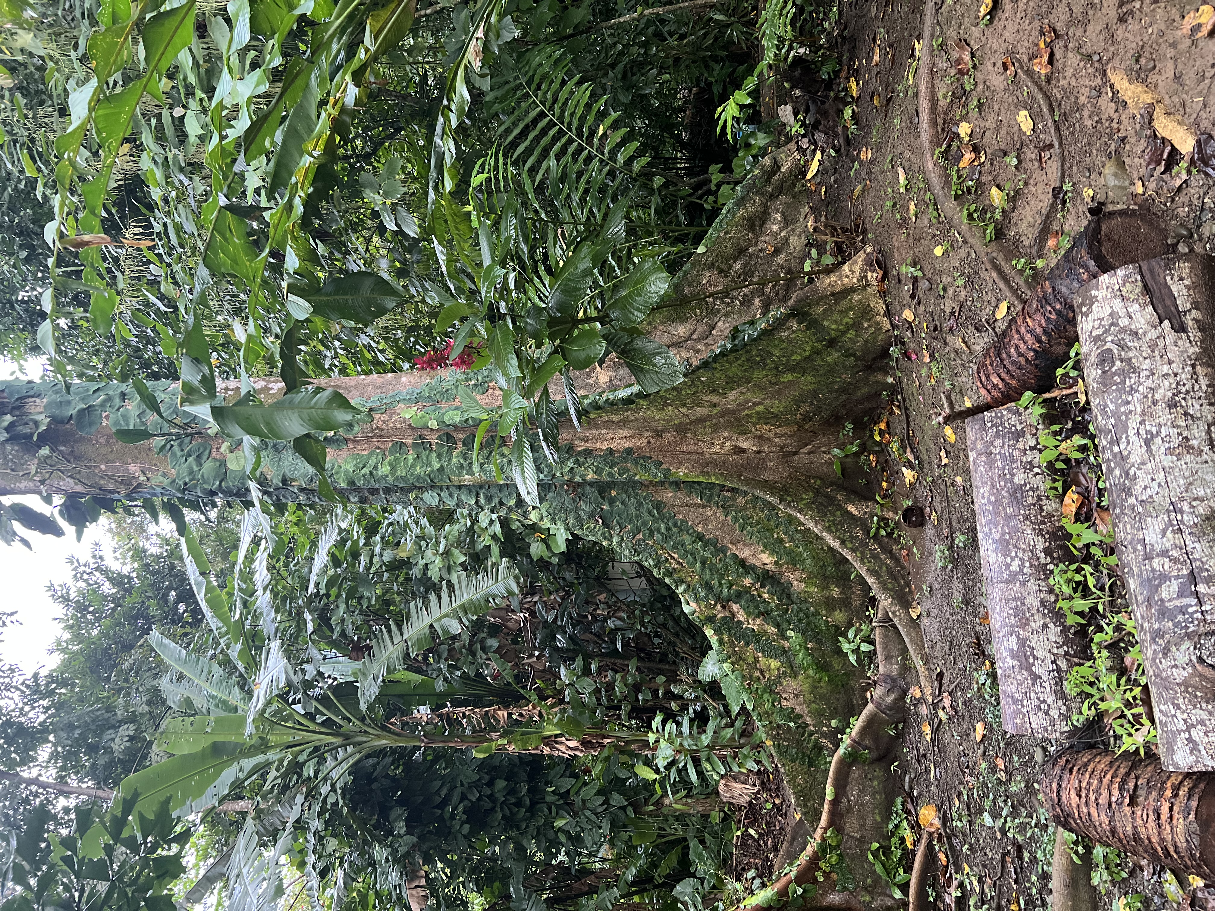 Amazonia