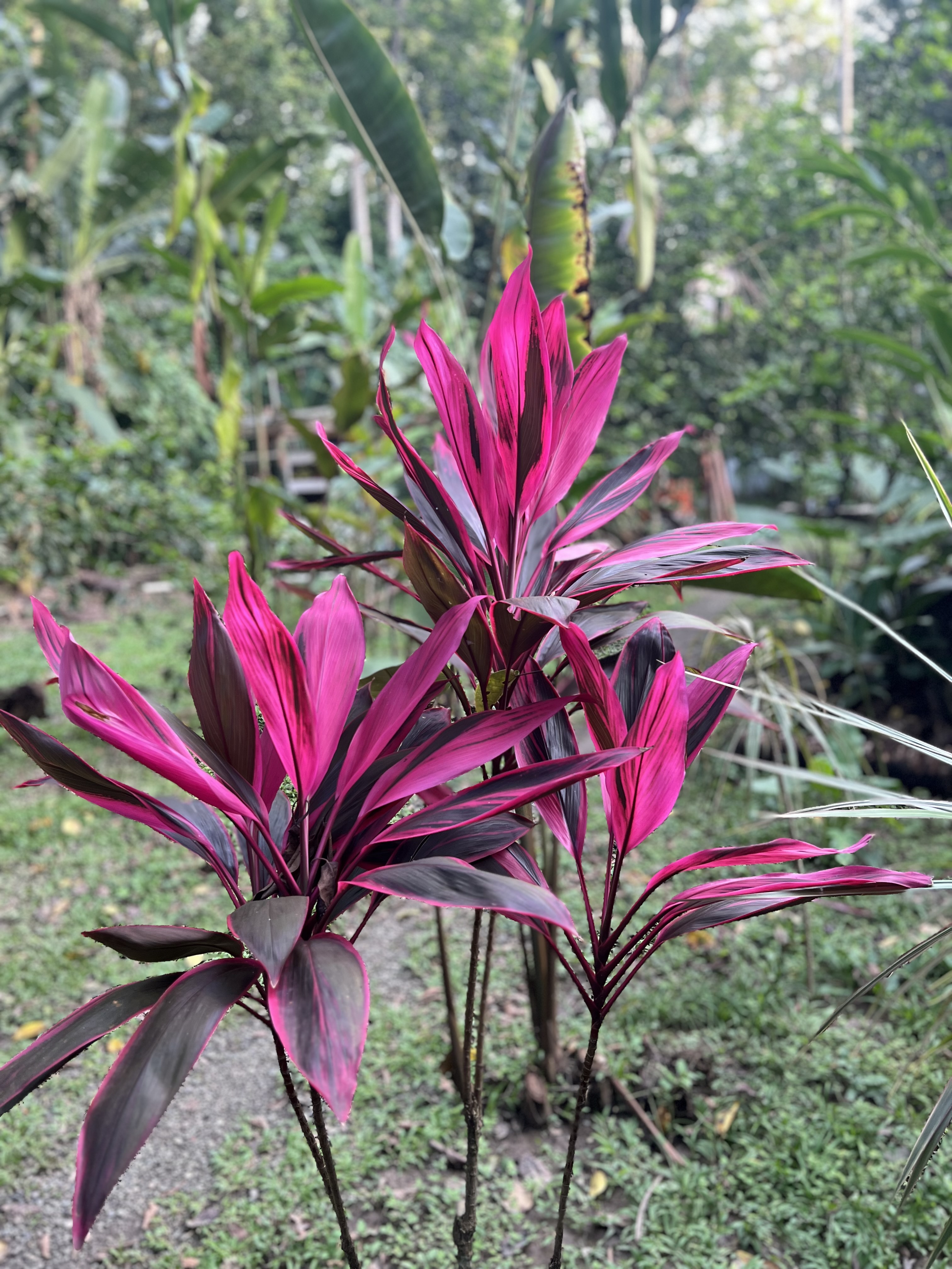 Amazonia